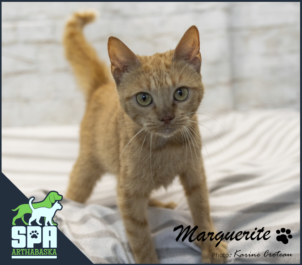 Marguerite - Chatte de la SPA Arthabaska
