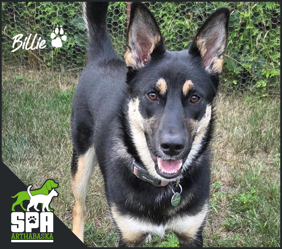 Billie - Chien de la SPA Arthabaska